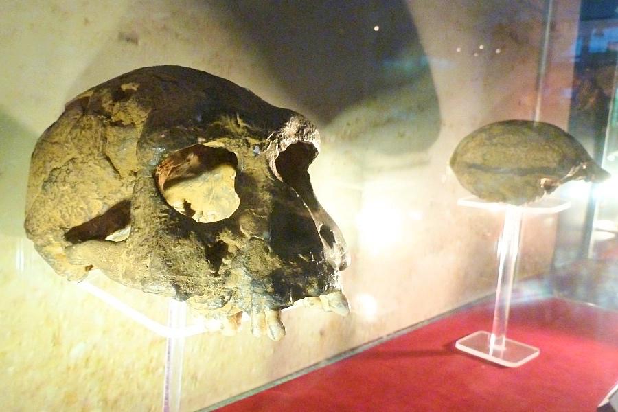 世界遺産サンギラン初期人類遺跡の博物館内のジャワ原人の頭蓋骨化石の写真@インドネシア観光