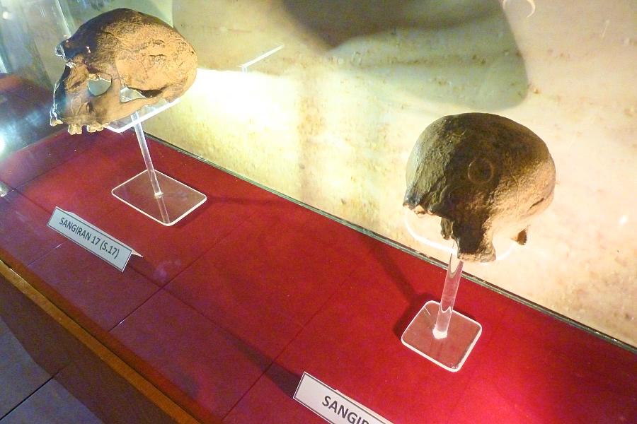 世界遺産サンギラン初期人類遺跡の博物館内のジャワ原人の頭蓋骨写真@インドネシア観光