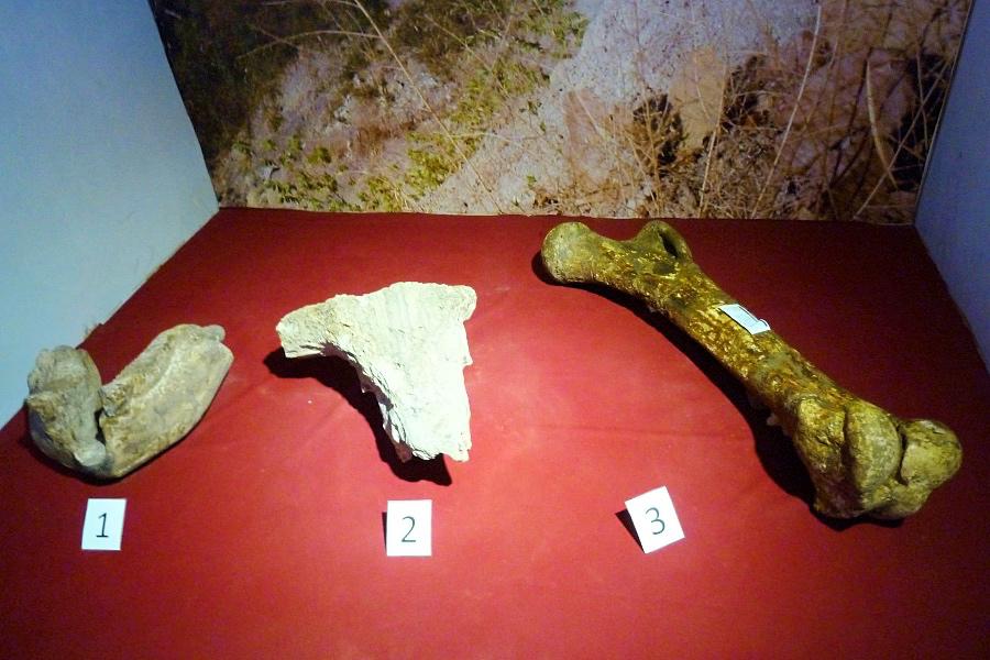 世界遺産サンギラン初期人類遺跡の博物館内の骨の化石写真@インドネシア観光