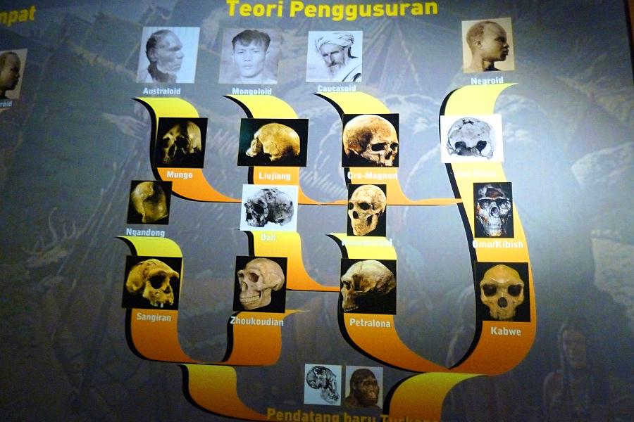 世界遺産サンギラン博物館内の進化説明の写真@インドネシア観光