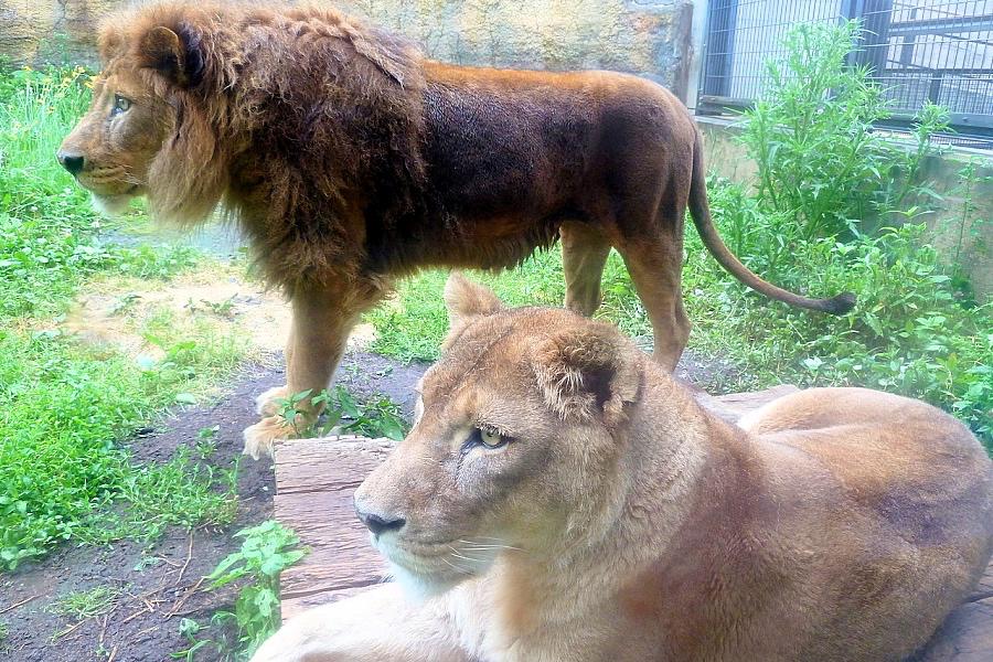旭川市の旭山動物園のライオン写真@日本観光北海道