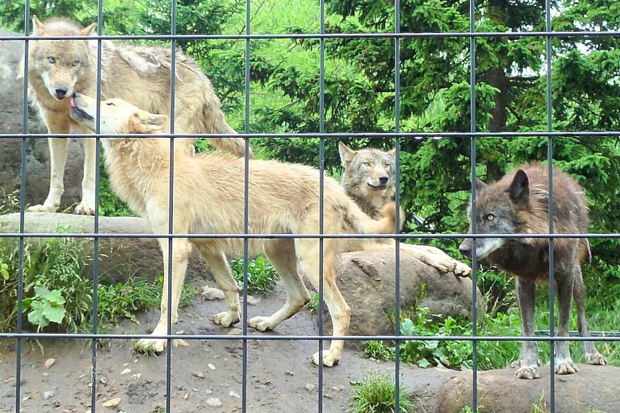 旭川市の旭山動物園のエゾオオカミに似たシンリンオオカミ写真@日本観光北海道