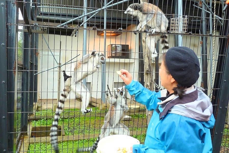 旭川市の旭山動物園のワオキツネザル写真@北海道観光