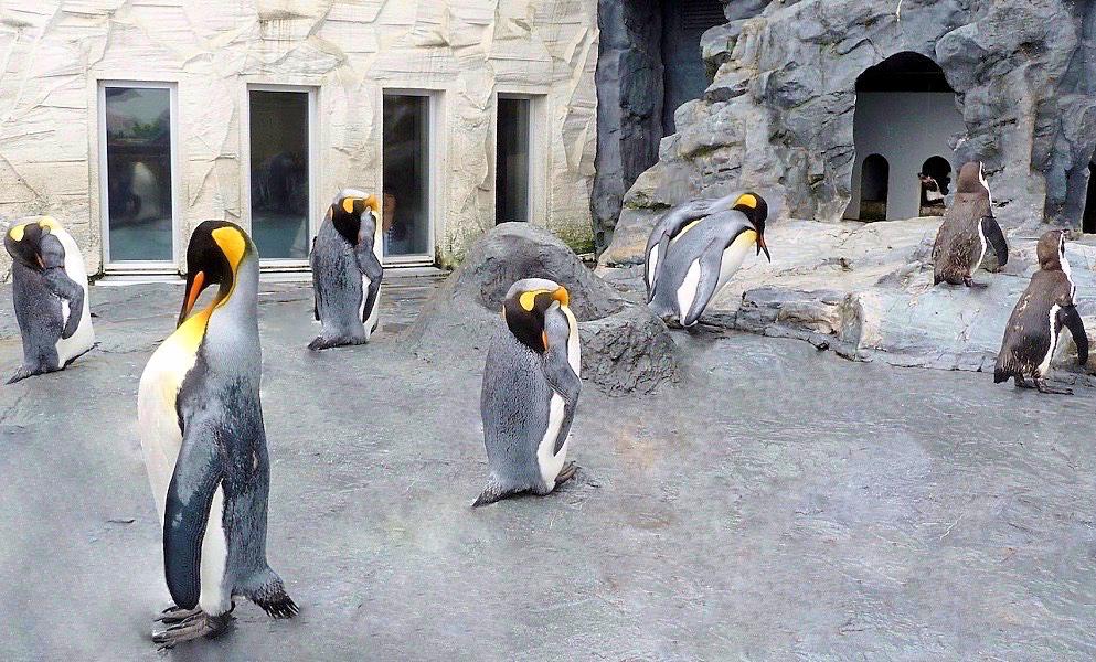 旭川市の旭山動物園のペンギン写真@日本観光北海道
