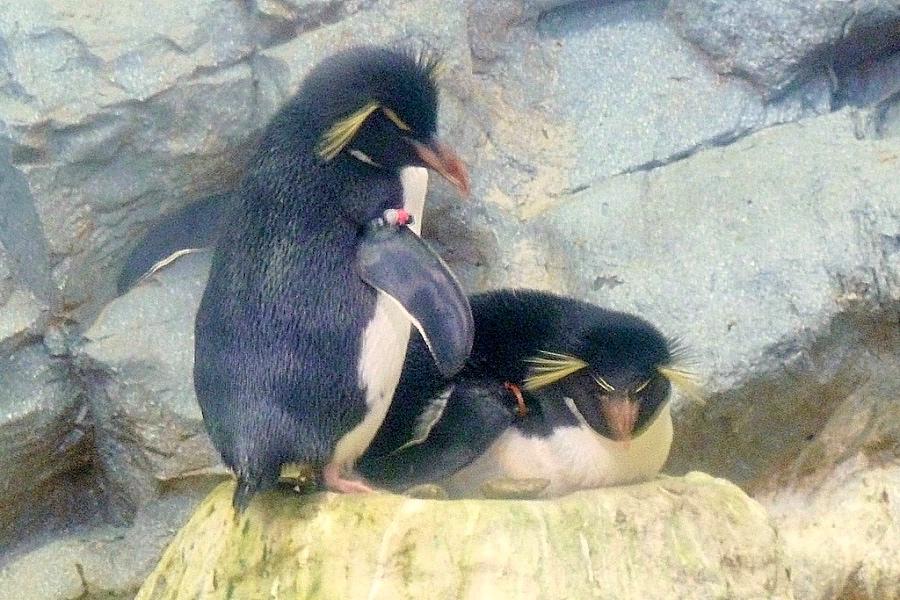 旭川市の旭山動物園のペンギンが卵を温めてる写真@日本観光北海道