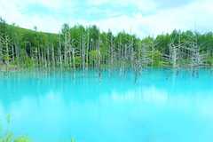 観光スポット 美瑛の青い池
