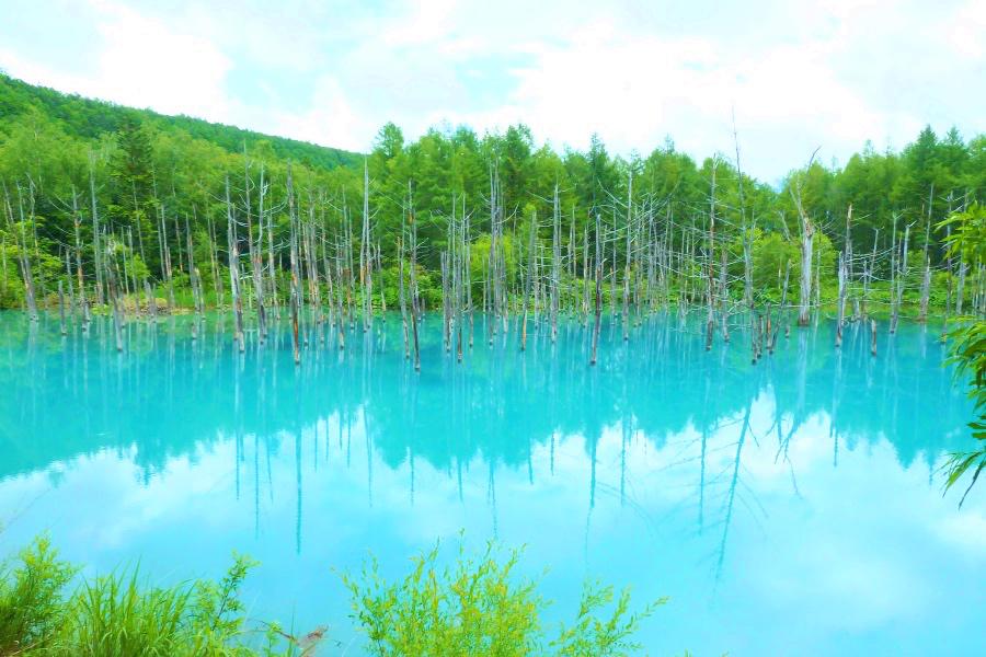 美瑛の青い池の写真@北海道観光