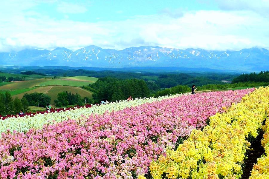 上富良野の四季彩の丘の写真@北海道観光