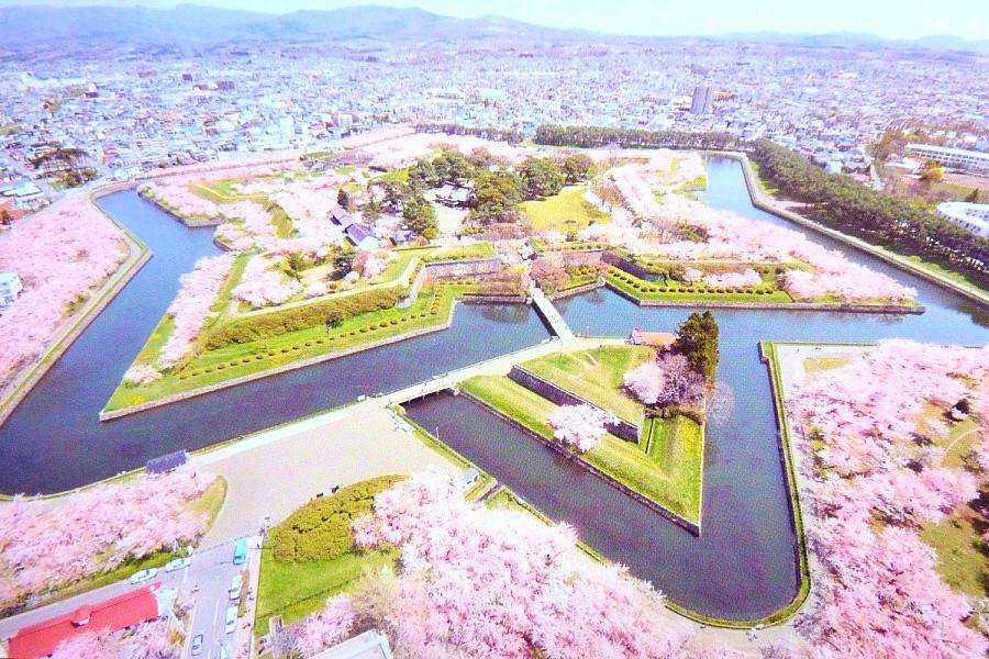 桜満開の五稜郭の絵ハガキ写真@観光