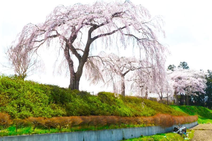 世界遺産 平泉 毛越寺そばの大きな桜の木の写真