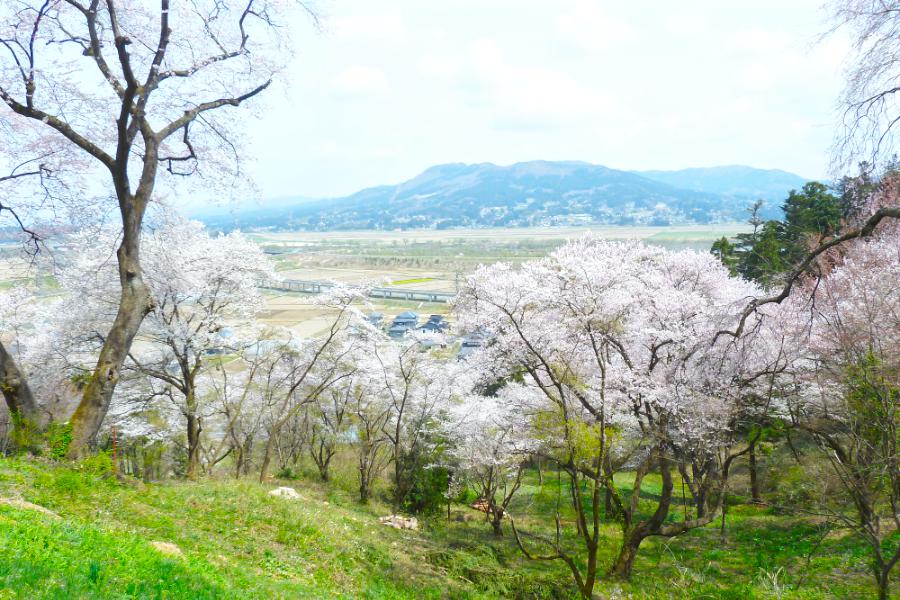 世界遺産 平泉の中尊寺の桜