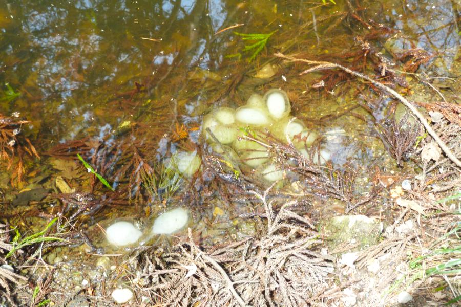 世界遺産 平泉の峯薬師堂のカエルの卵