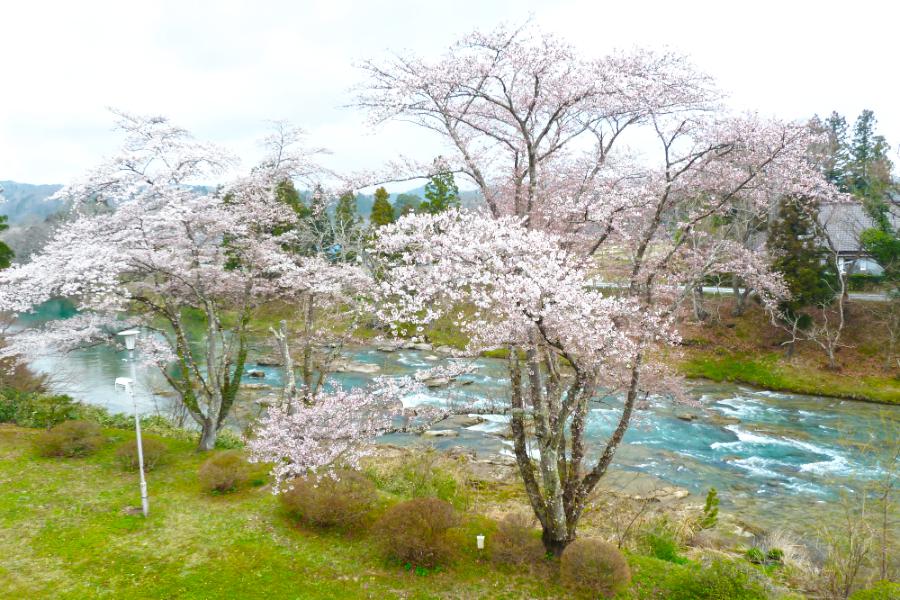 一ノ関のホテル「厳美渓温泉 滝の湯 いつくし園」部屋からの桜の写真