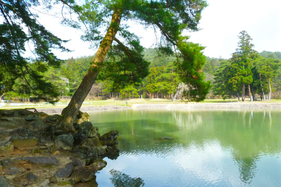 世界遺産 平泉 毛越寺 浄土式庭園の大泉が池の築山の写真