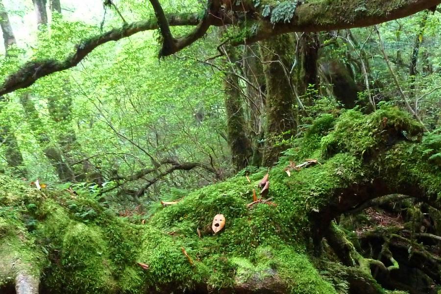 白谷雲水峡の苔むす森の写真