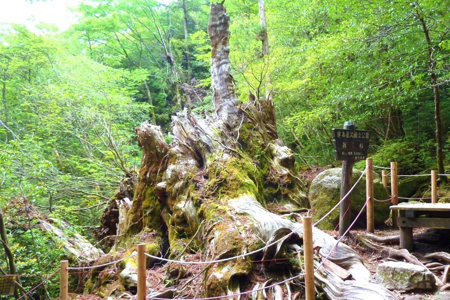 世界遺産 屋久島の縄文杉トレッキングの翁杉の跡地の写真