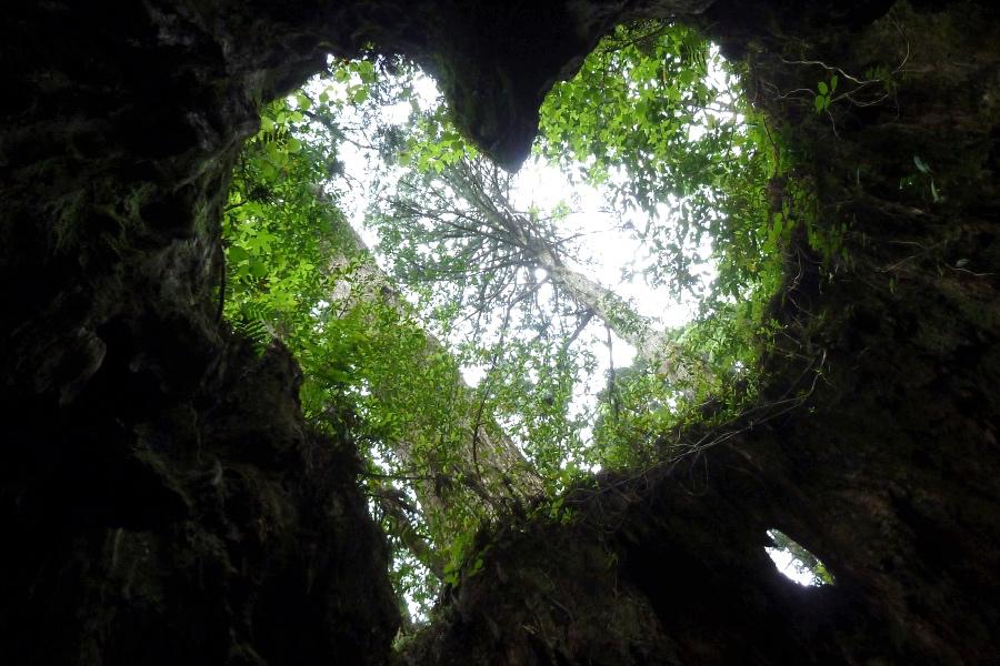 世界遺産 屋久島の縄文杉トレッキングのウィルソン株のハート型の写真
