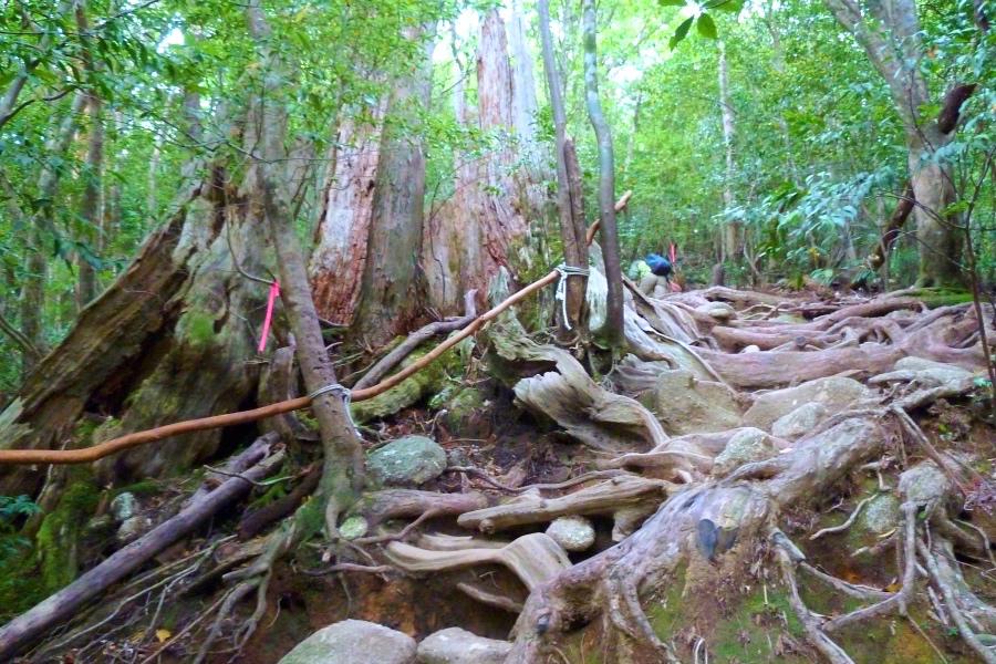 世界遺産 屋久島の縄文杉トレッキングの写真