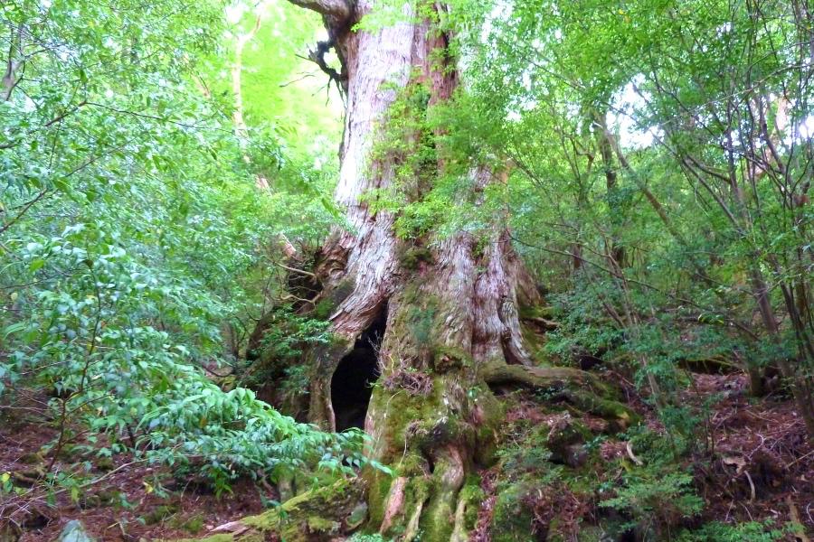 世界遺産 屋久島の縄文杉トレッキングの大王杉の写真
