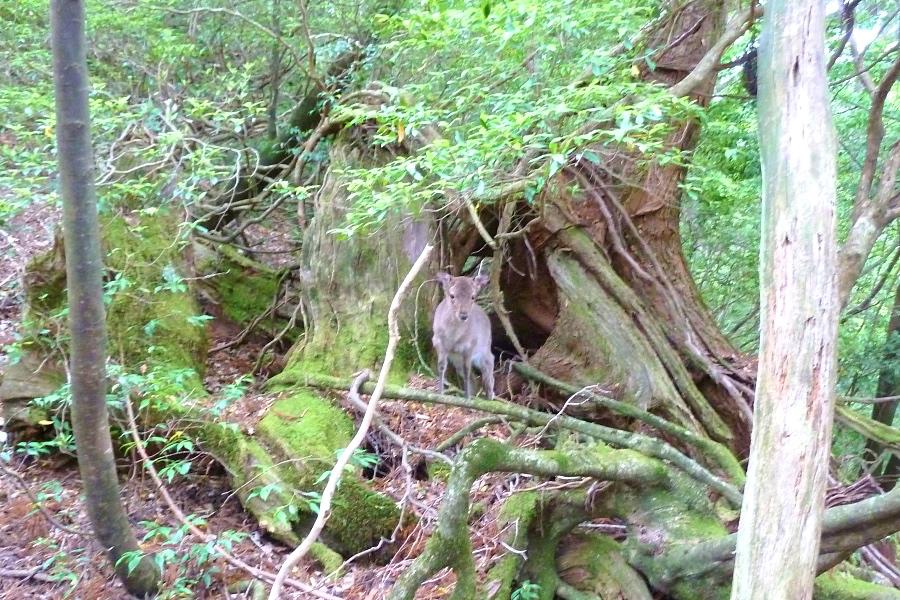 世界遺産 屋久島の縄文杉トレッキングのヤクシカ写真