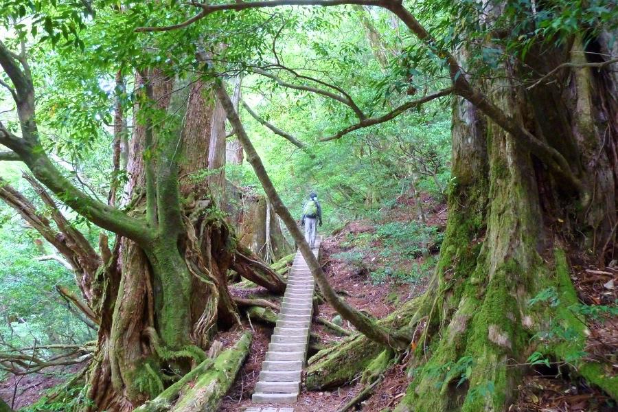 世界遺産 屋久島の縄文杉トレッキングのの写真