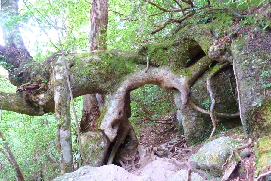 世界遺産 屋久島の縄文杉トレッキングの写真