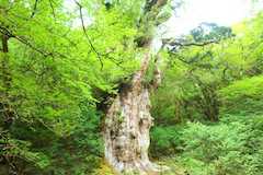 屋久島の世界遺産の縄文杉
