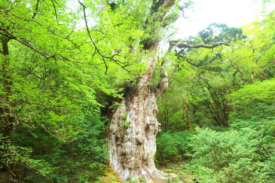 世界遺産 屋久島の縄文杉トレッキングの縄文杉の写真