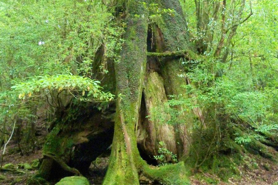 世界遺産 屋久島の縄文杉トレッキングと三代杉の写真