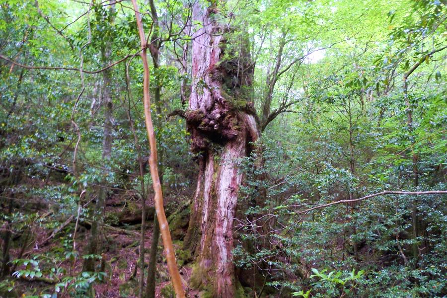 世界遺産 屋久島の縄文杉トレッキングの仁王杉の写真