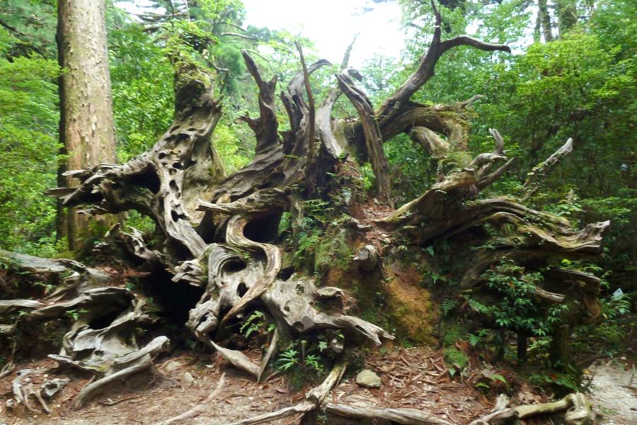 世界遺産 屋久島ヤクスギランドの蛇紋杉の写真
