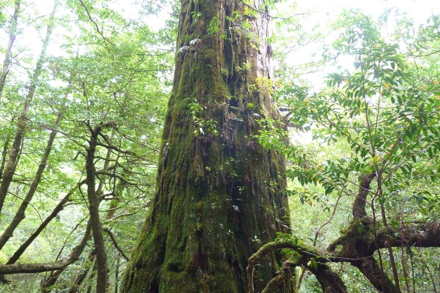 世界遺産 屋久島ヤクスギランドの天柱杉の写真