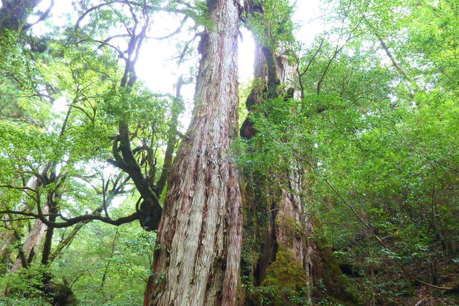 世界遺産 屋久島ヤクスギランドの母子杉の写真