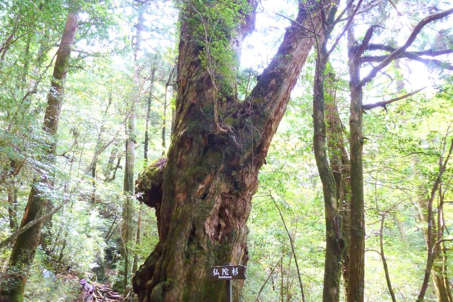 世界遺産 屋久島ヤクスギランドの仏陀杉の写真