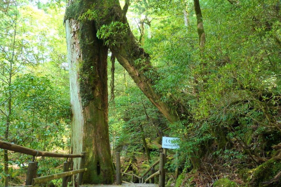 世界遺産 屋久島ヤクスギランドのくぐり杉の写真