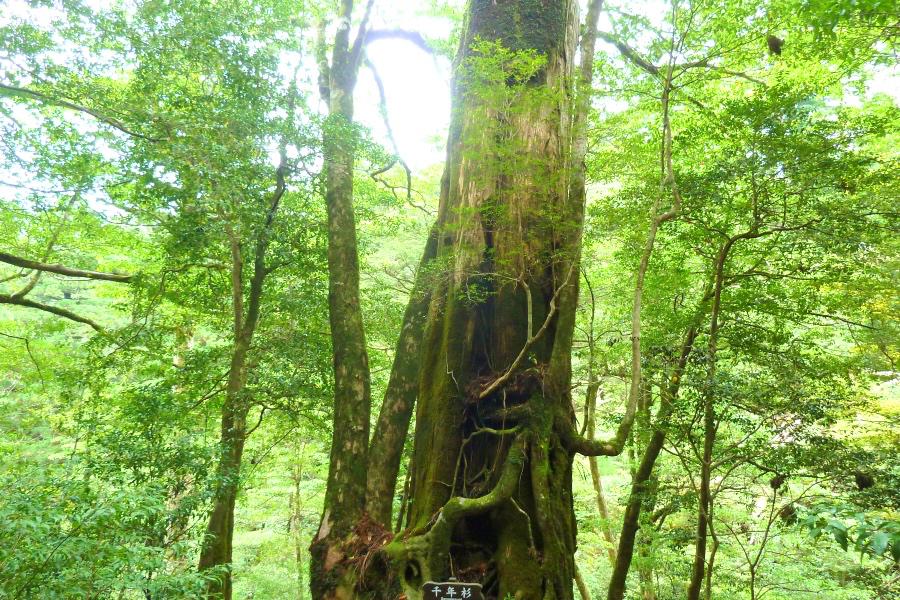 世界遺産 屋久島ヤクスギランドの千年杉の写真