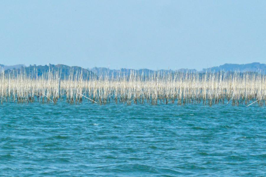 松島の遊覧船クルーズでのカキか海苔の柵の写真