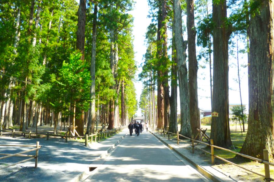 瑞巌寺参道の杉並木の写真