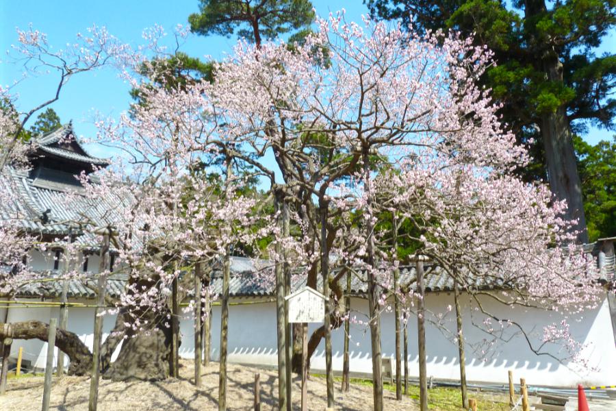 瑞巌寺の臥龍梅の写真