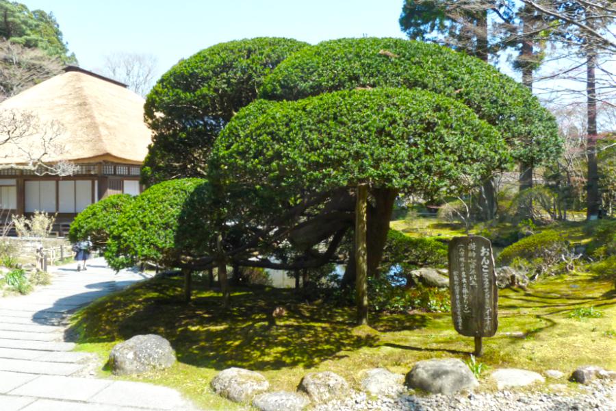 円通院 樹齢700年以上の名木おんこの写真