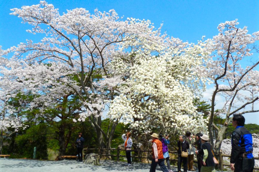 西行戻しの松公園の写真