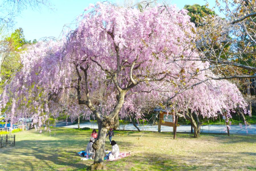 塩釜市の桜の写真