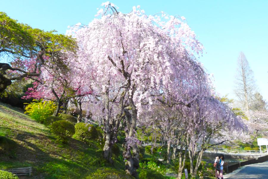 塩釜市の桜の写真