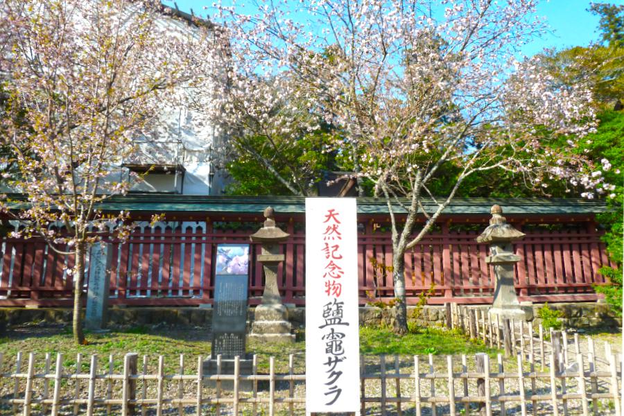 鹽竈神社の塩竈桜の写真