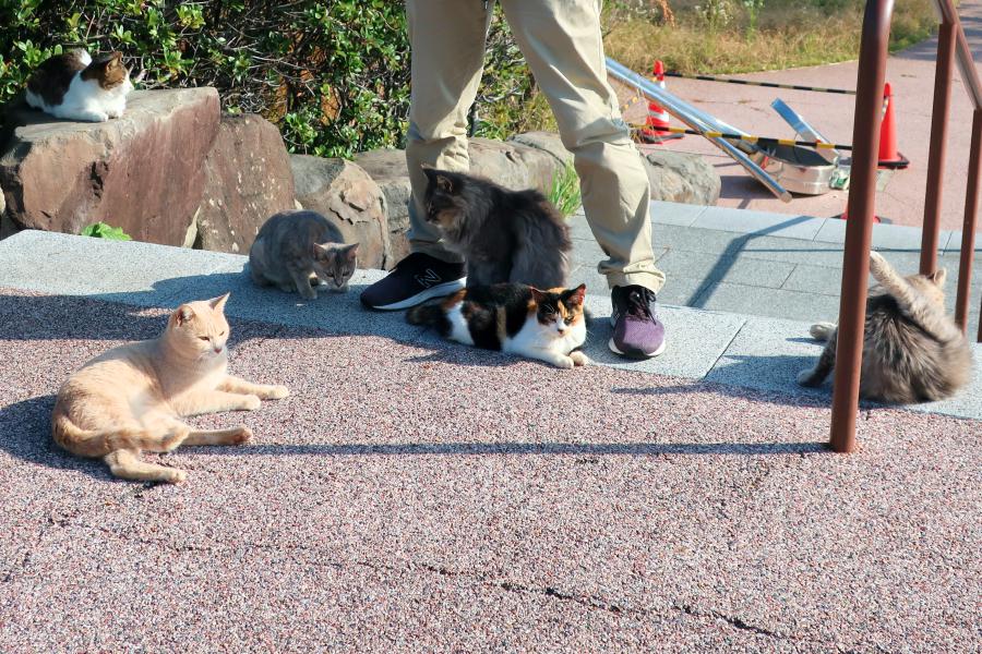 観光世界遺産高島炭鉱(たかしま たんこう)(軍艦島クルーズ)(観光20分)の写真
