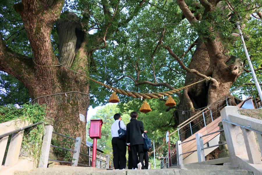 観光山王神社 二の鳥居(石製片足鳥居)と楠の巨木の写真
