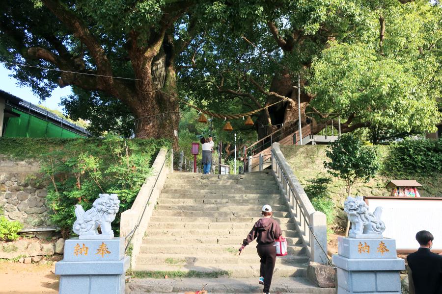観光山王神社 二の鳥居(石製片足鳥居)と楠の巨木の写真