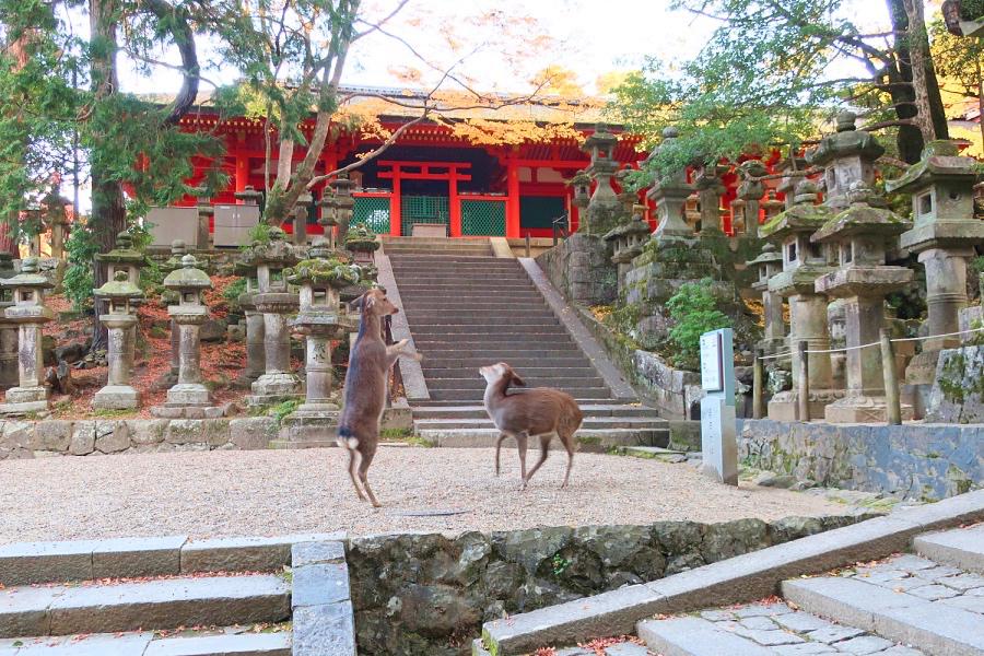 世界遺産 古都奈良の春日大社の鹿の写真@奈良観光