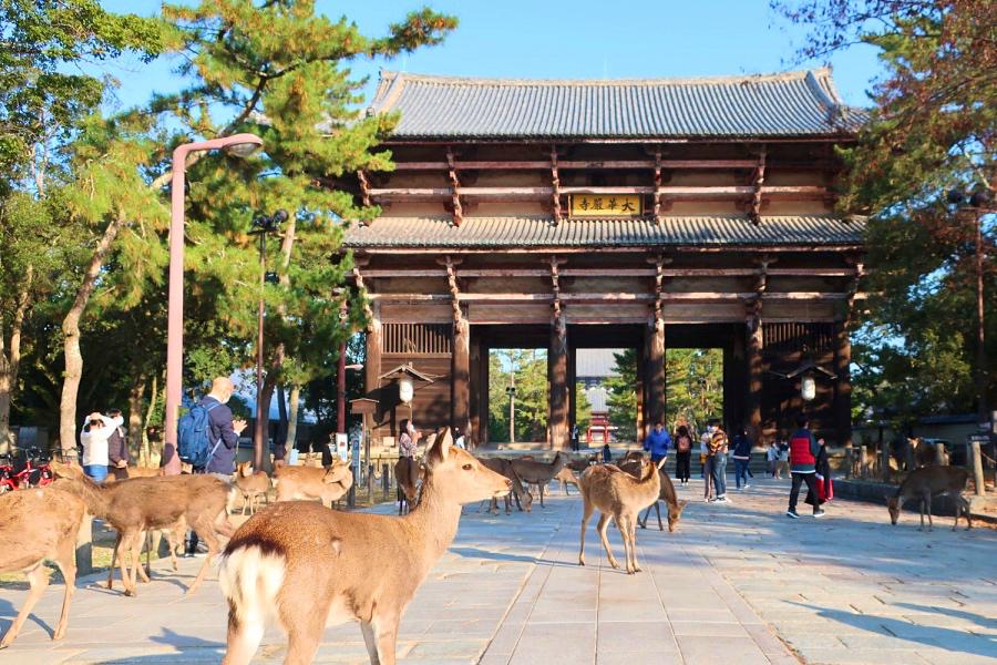 世界遺産 古都奈良の東大寺 南大門と鹿の写真@奈良観光