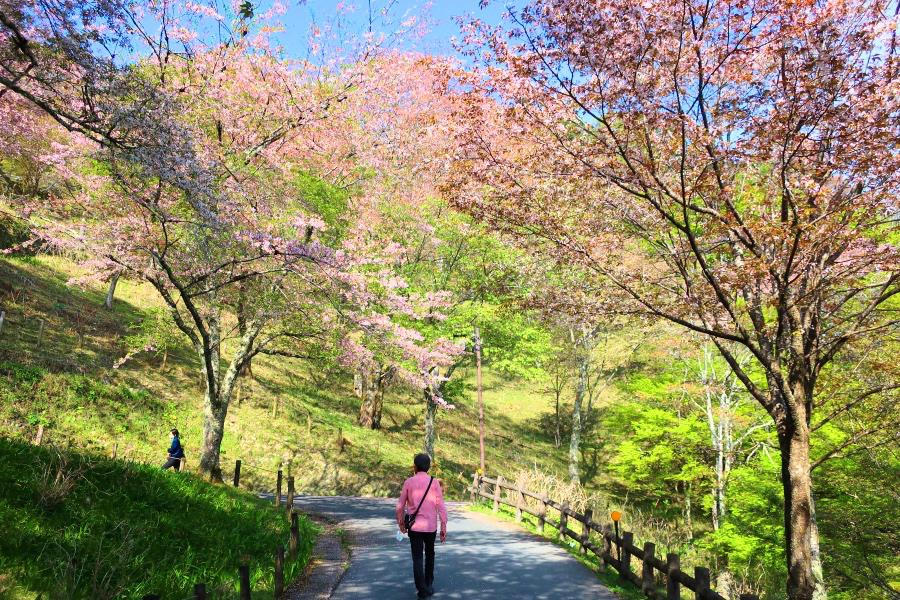 世界遺産 吉野の下千本の桜（七曲がり）写真@奈良の吉野観光